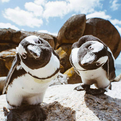  Boulders Beach