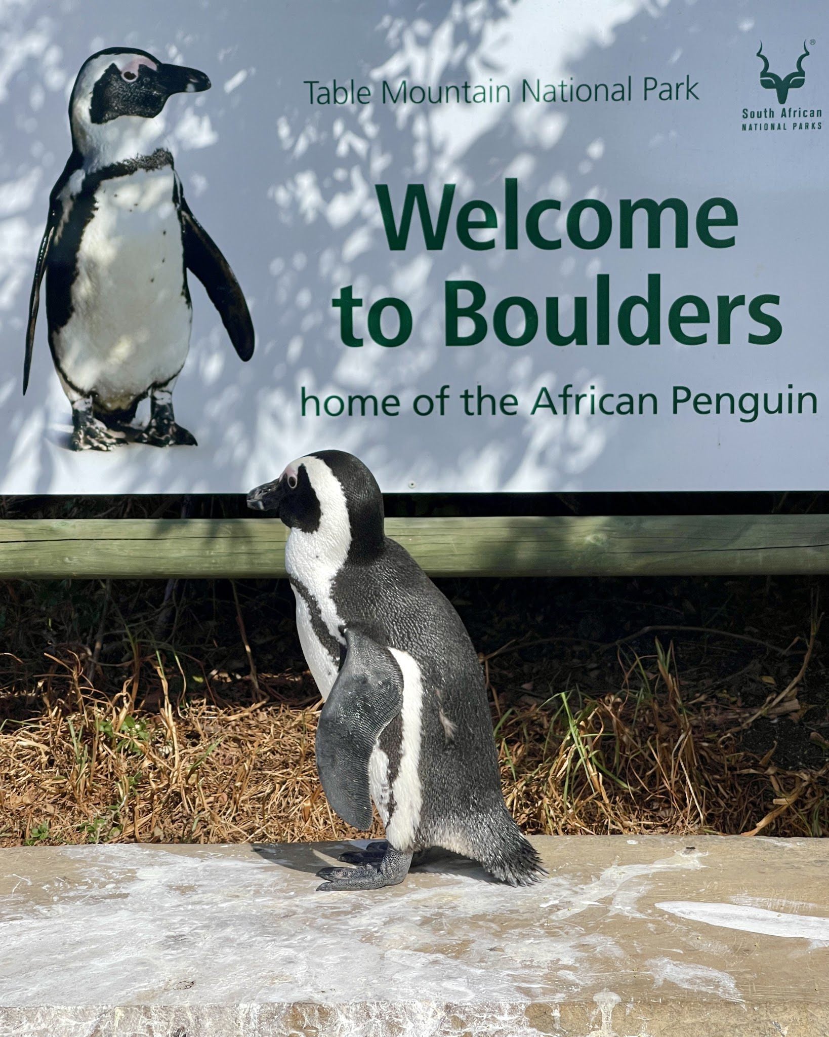  Boulders Beach