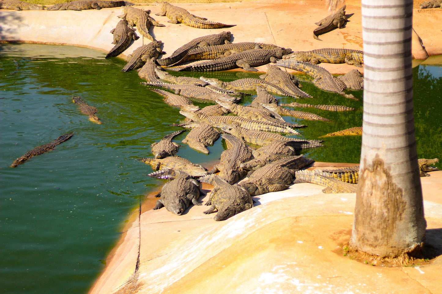  BouncyCroc Crocodile Farm