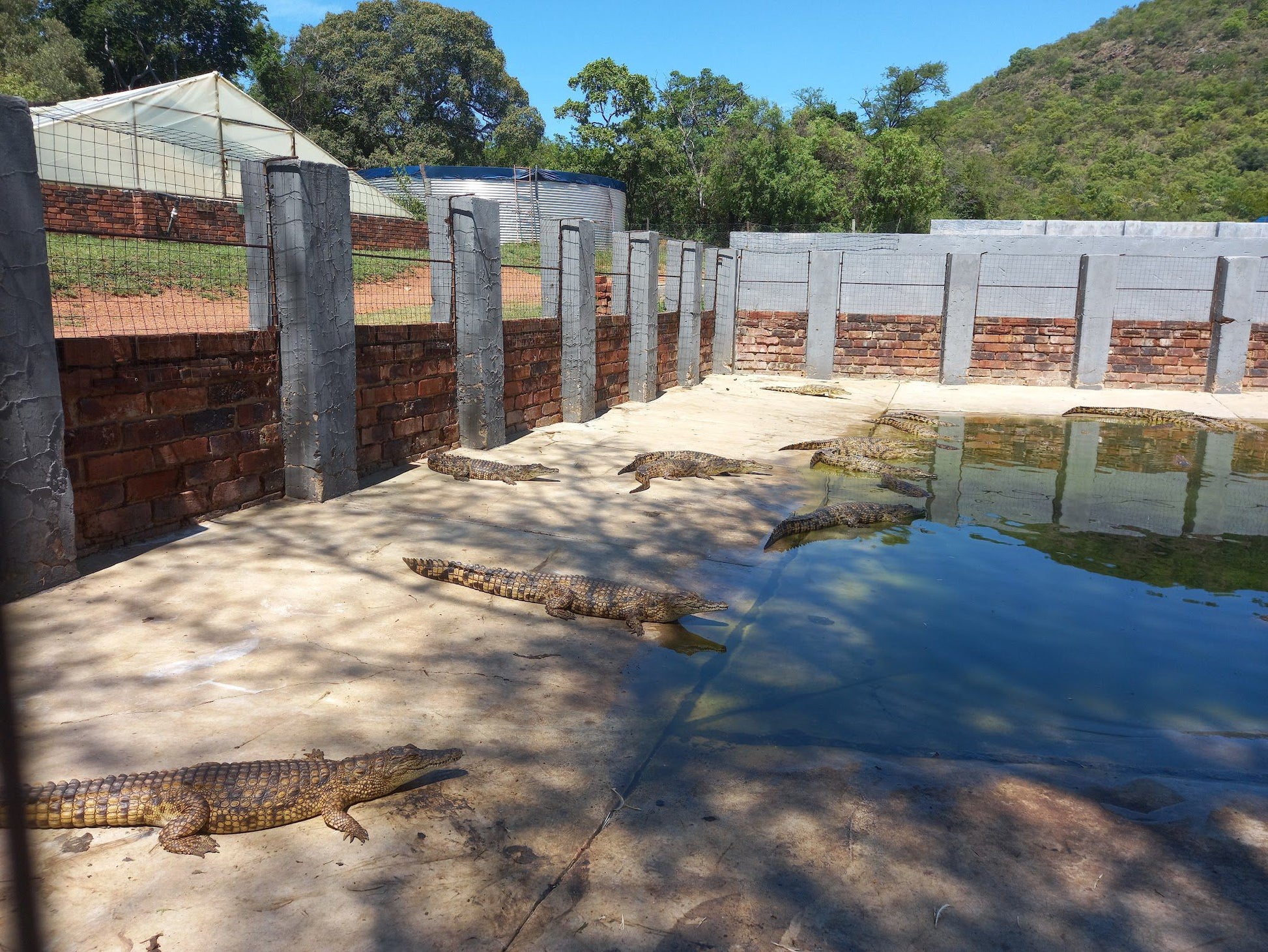  BouncyCroc Crocodile Farm