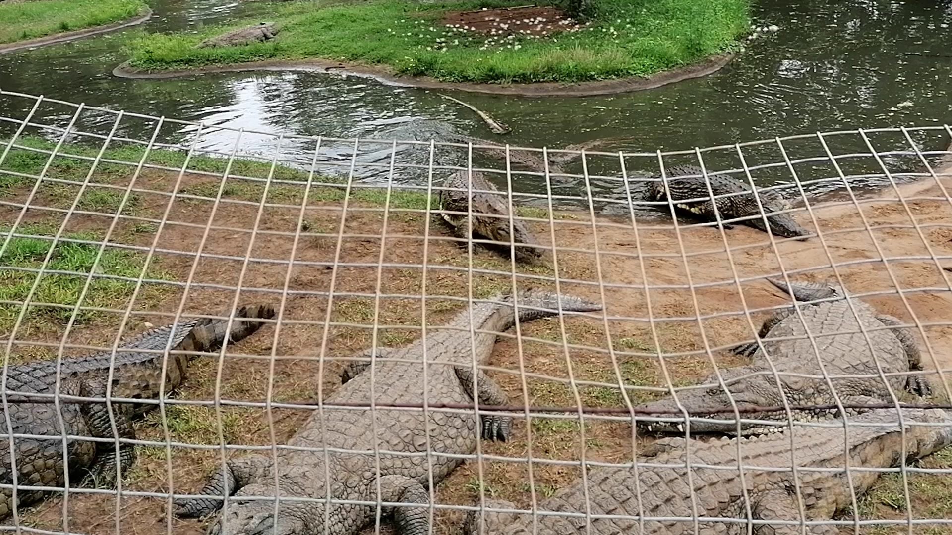  BouncyCroc Crocodile Farm