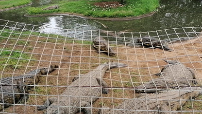  BouncyCroc Crocodile Farm