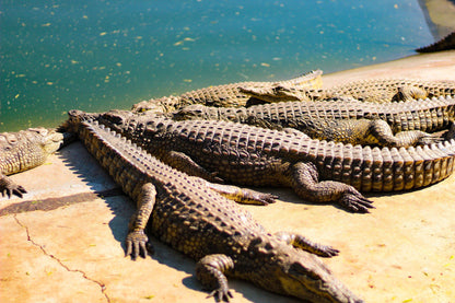  BouncyCroc Crocodile Farm