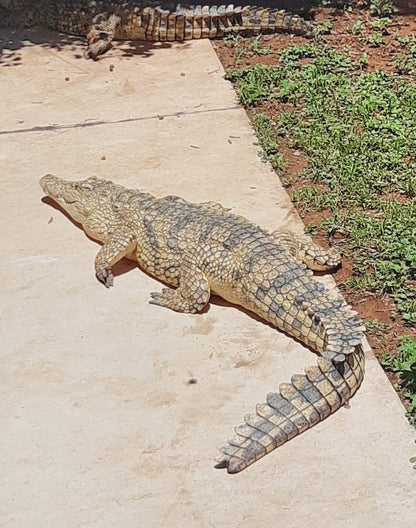  BouncyCroc Crocodile Farm