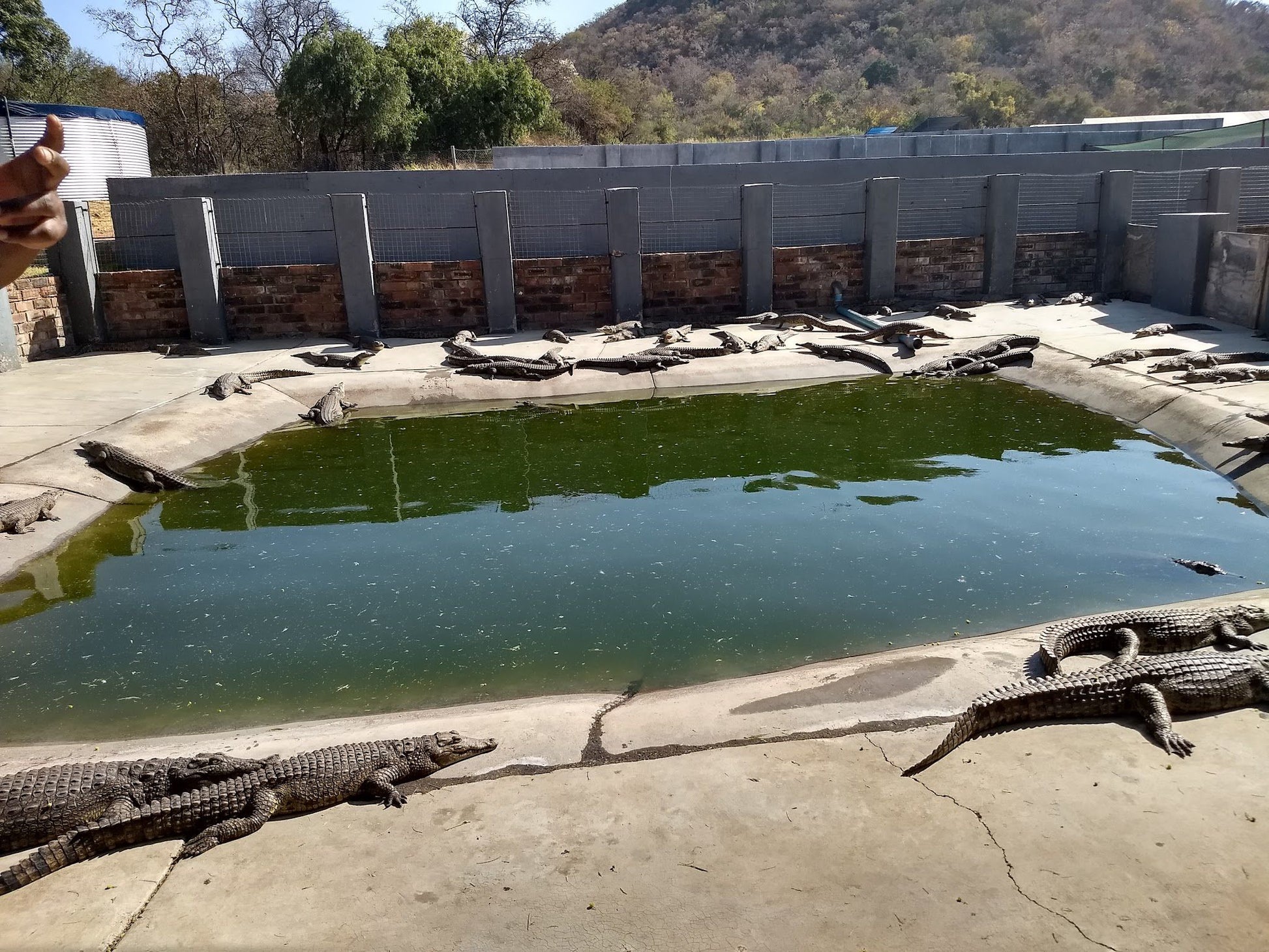  BouncyCroc Crocodile Farm