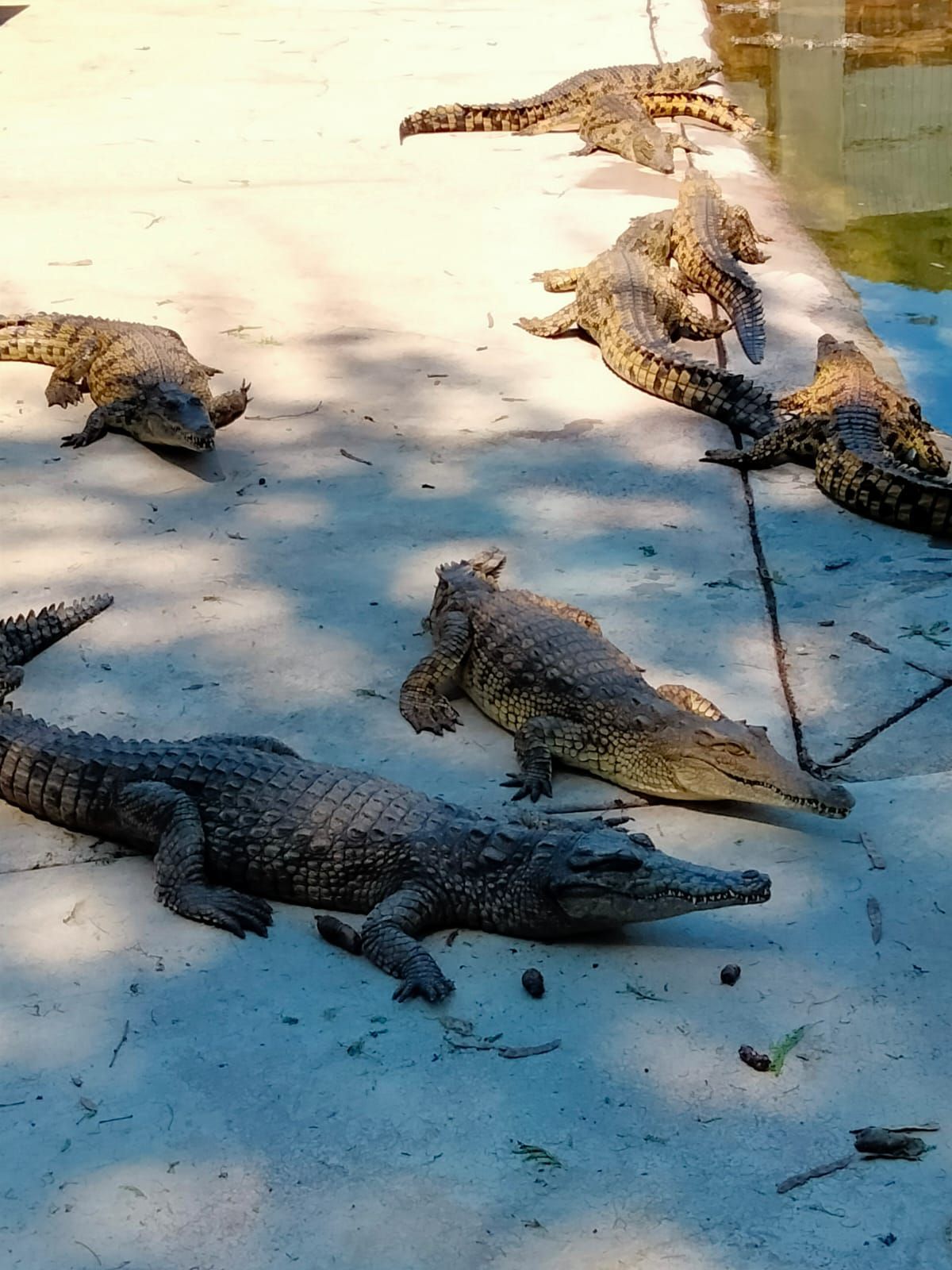  BouncyCroc Crocodile Farm