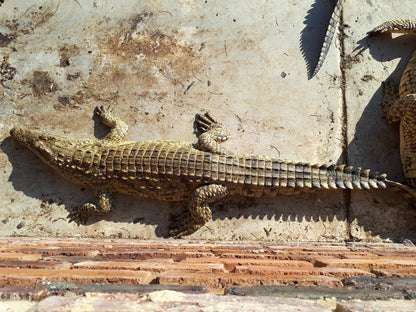  BouncyCroc Crocodile Farm