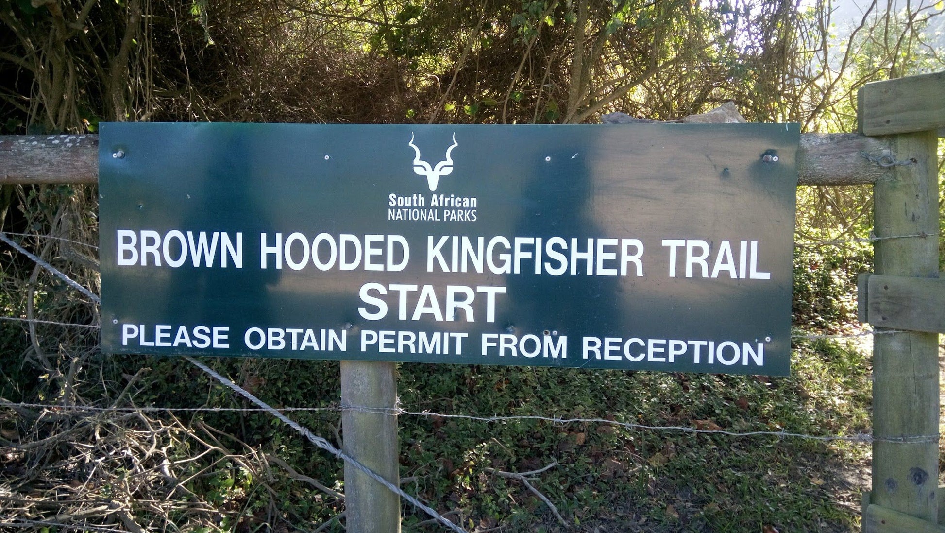  Brownhooded Kingfisher Trail