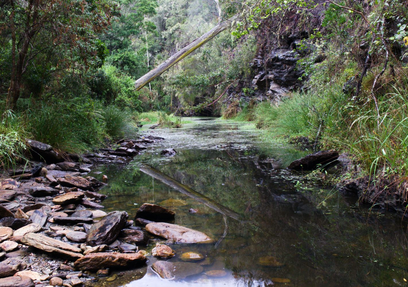  Brownhooded Kingfisher Trail