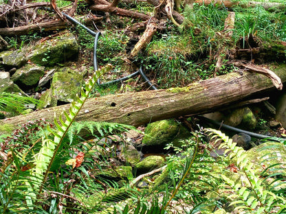  Brownhooded Kingfisher Trail