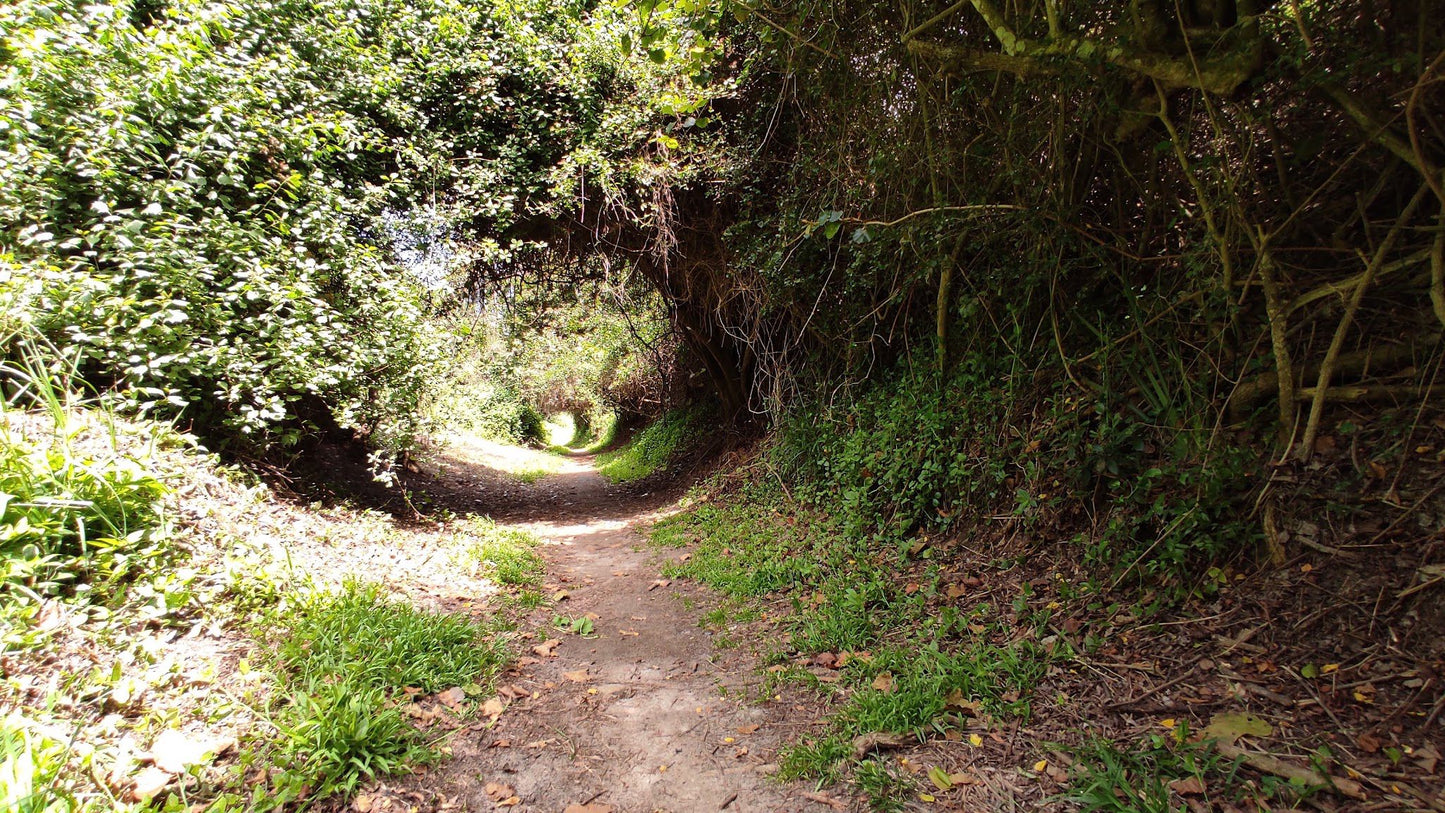  Brownhooded Kingfisher Trail