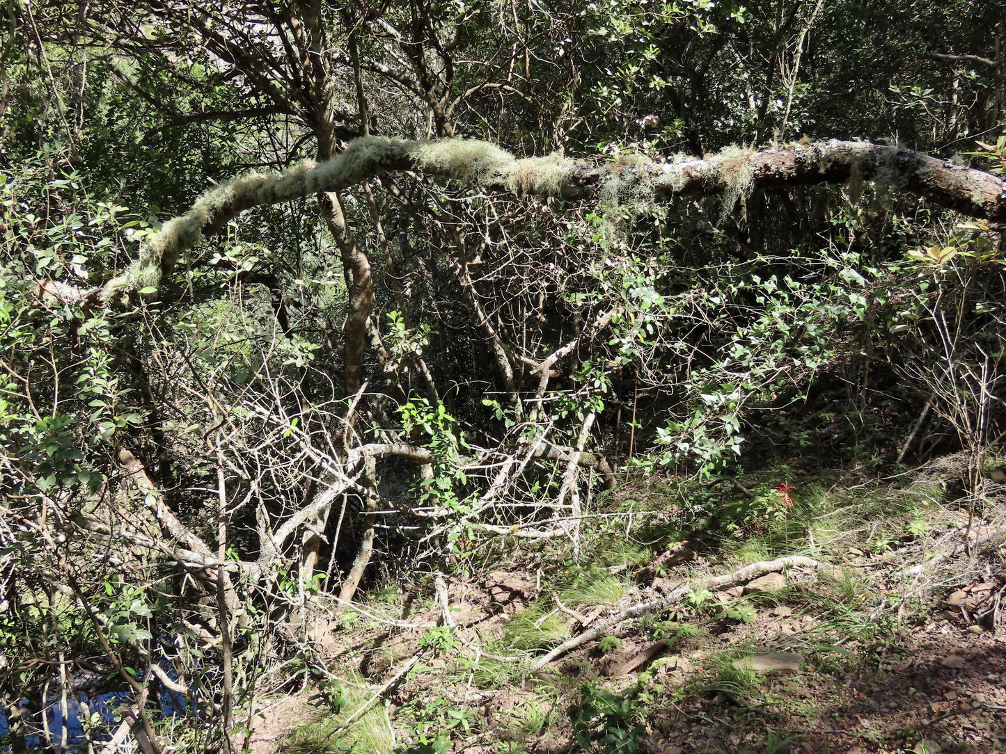  Brownhooded Kingfisher Trail