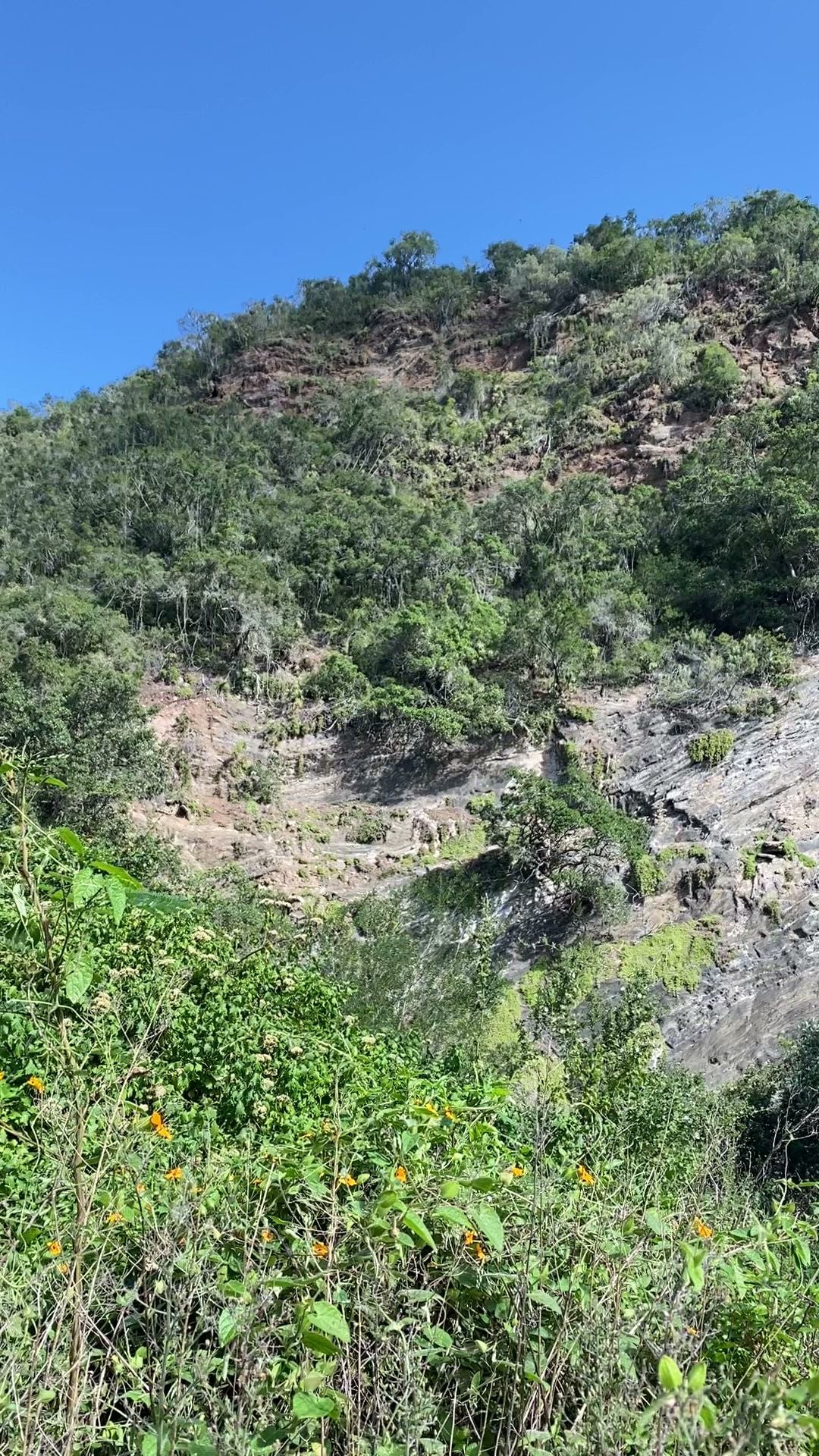  Brownhooded Kingfisher Trail