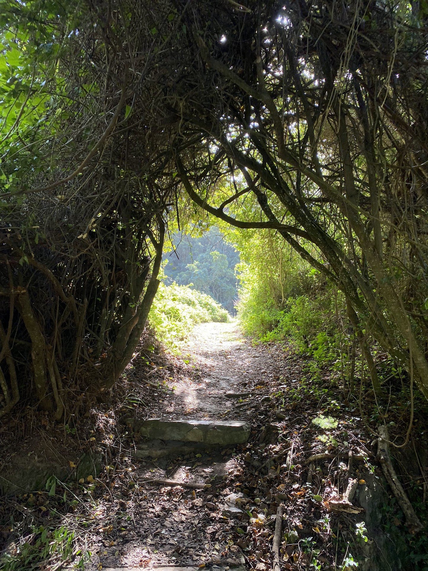  Brownhooded Kingfisher Trail