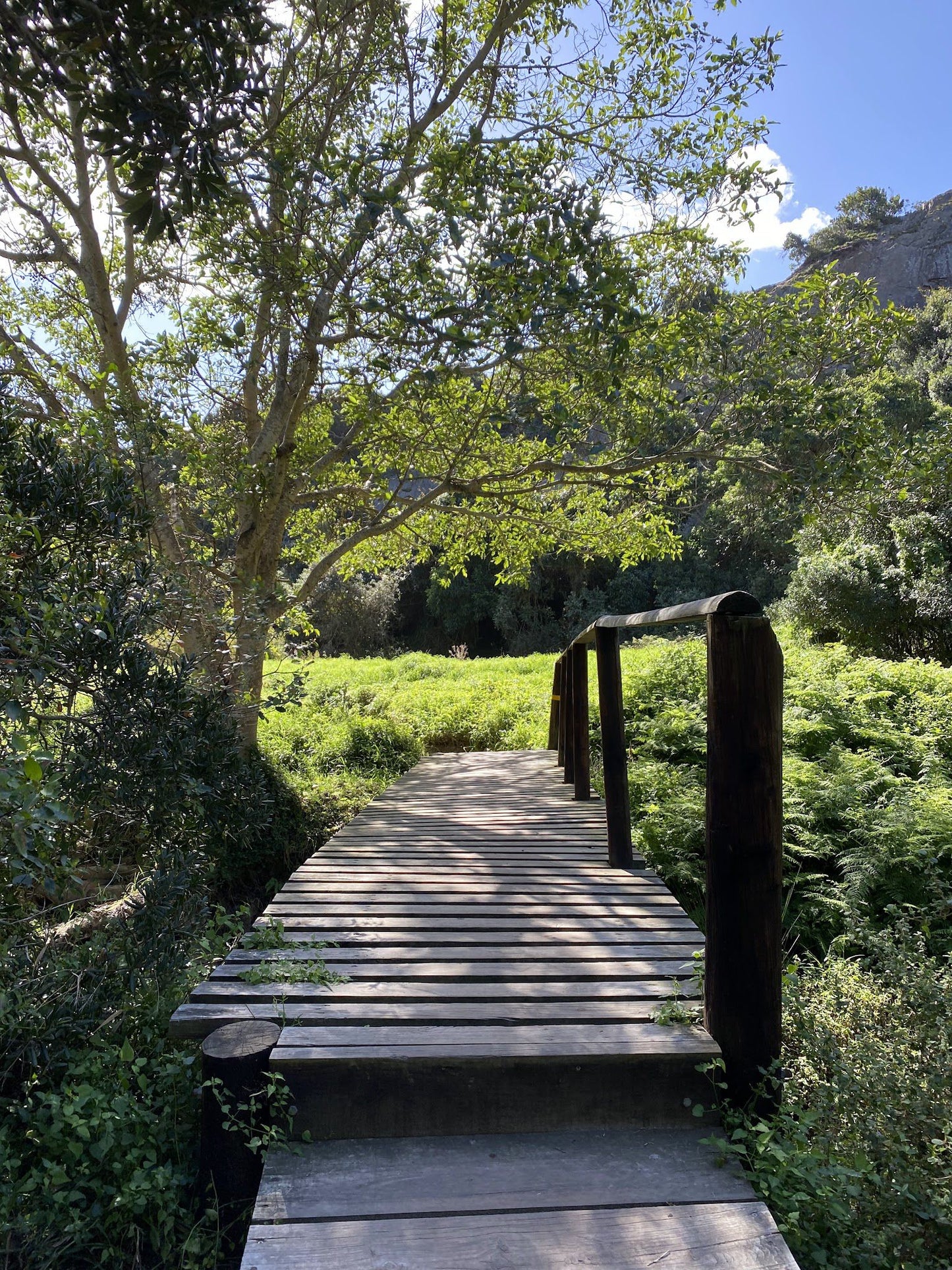  Brownhooded Kingfisher Trail