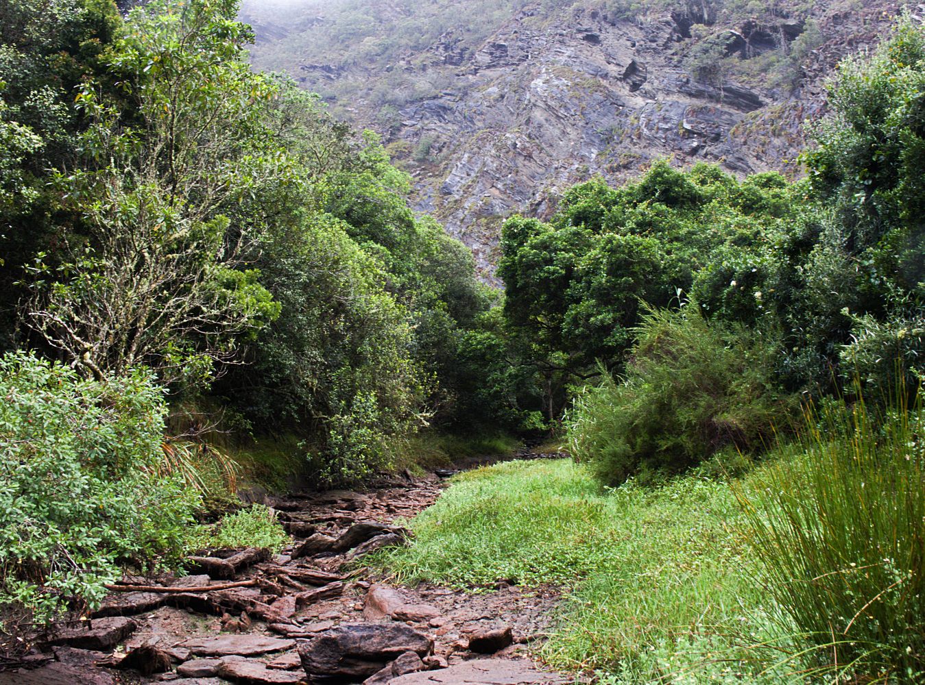  Brownhooded Kingfisher Trail