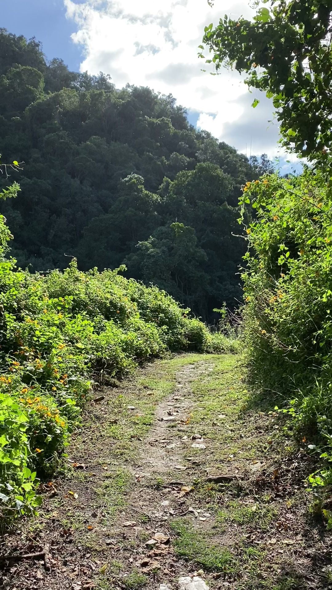  Brownhooded Kingfisher Trail