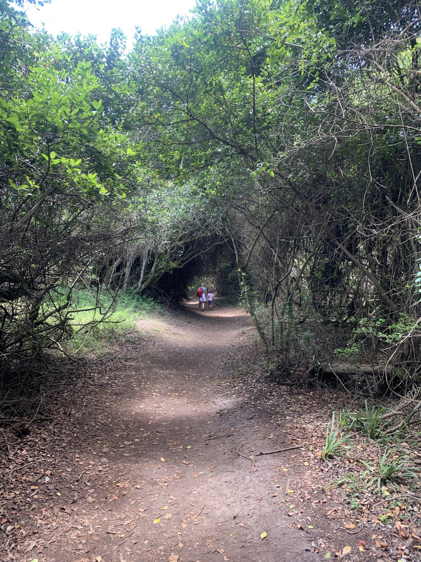  Brownhooded Kingfisher Trail