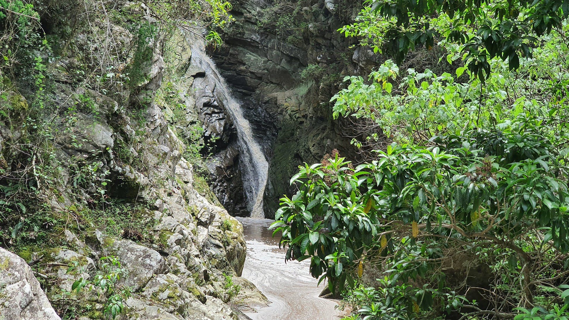  Brownhooded Kingfisher Trail