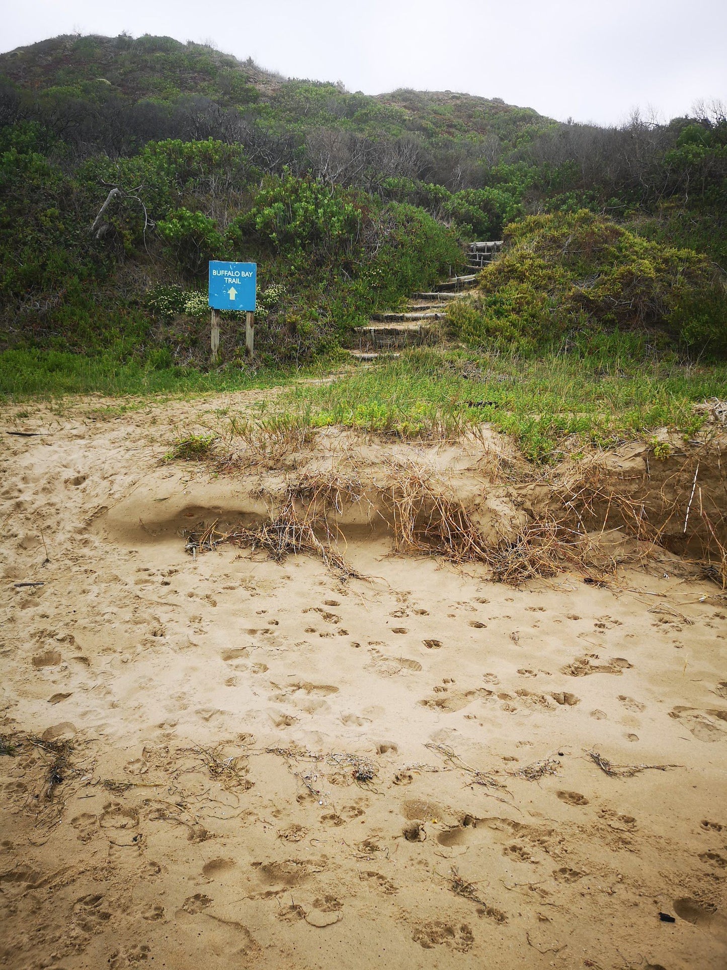 Buffalo Bay trail