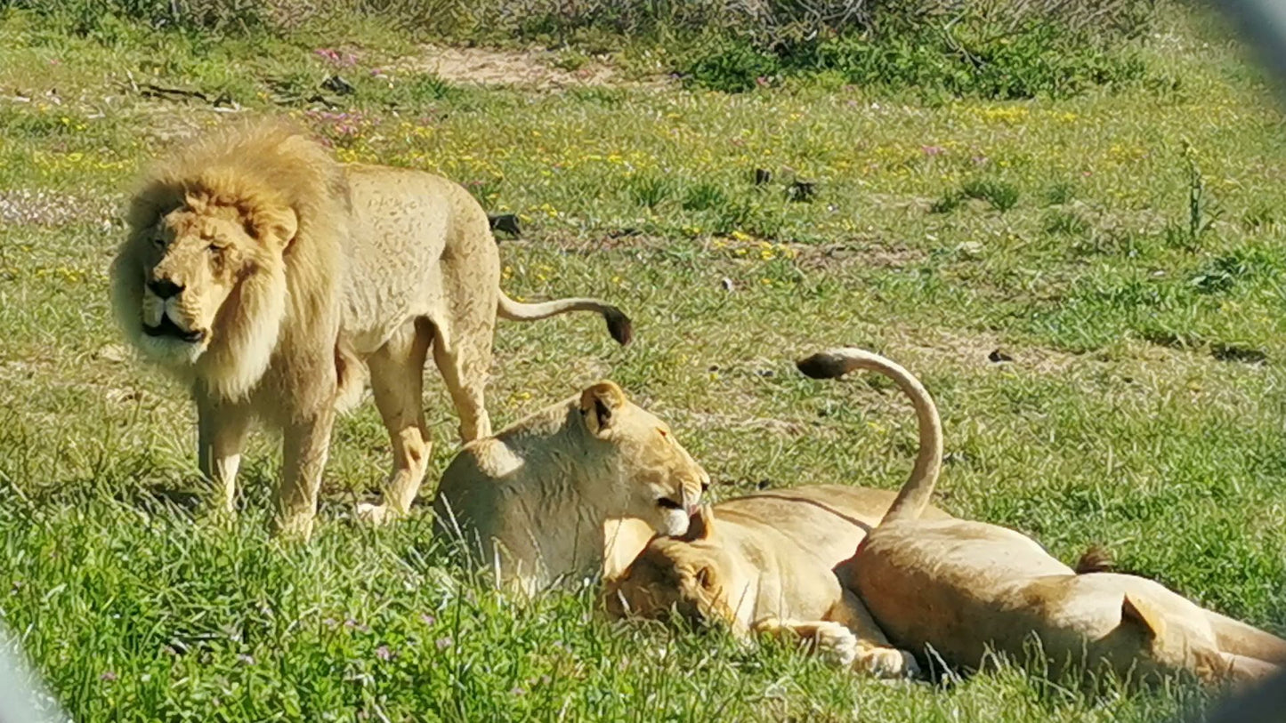  Buffelsfontein Game & Nature Reserve