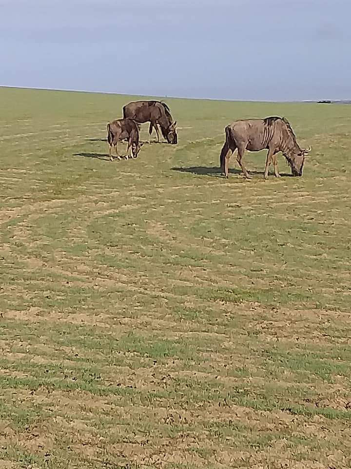  Buffelsfontein Game & Nature Reserve