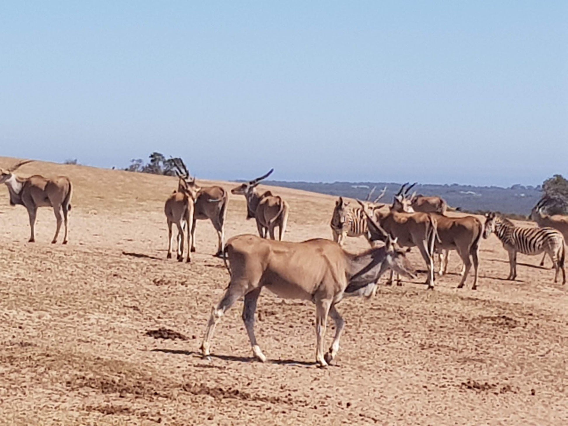  Buffelsfontein Game & Nature Reserve