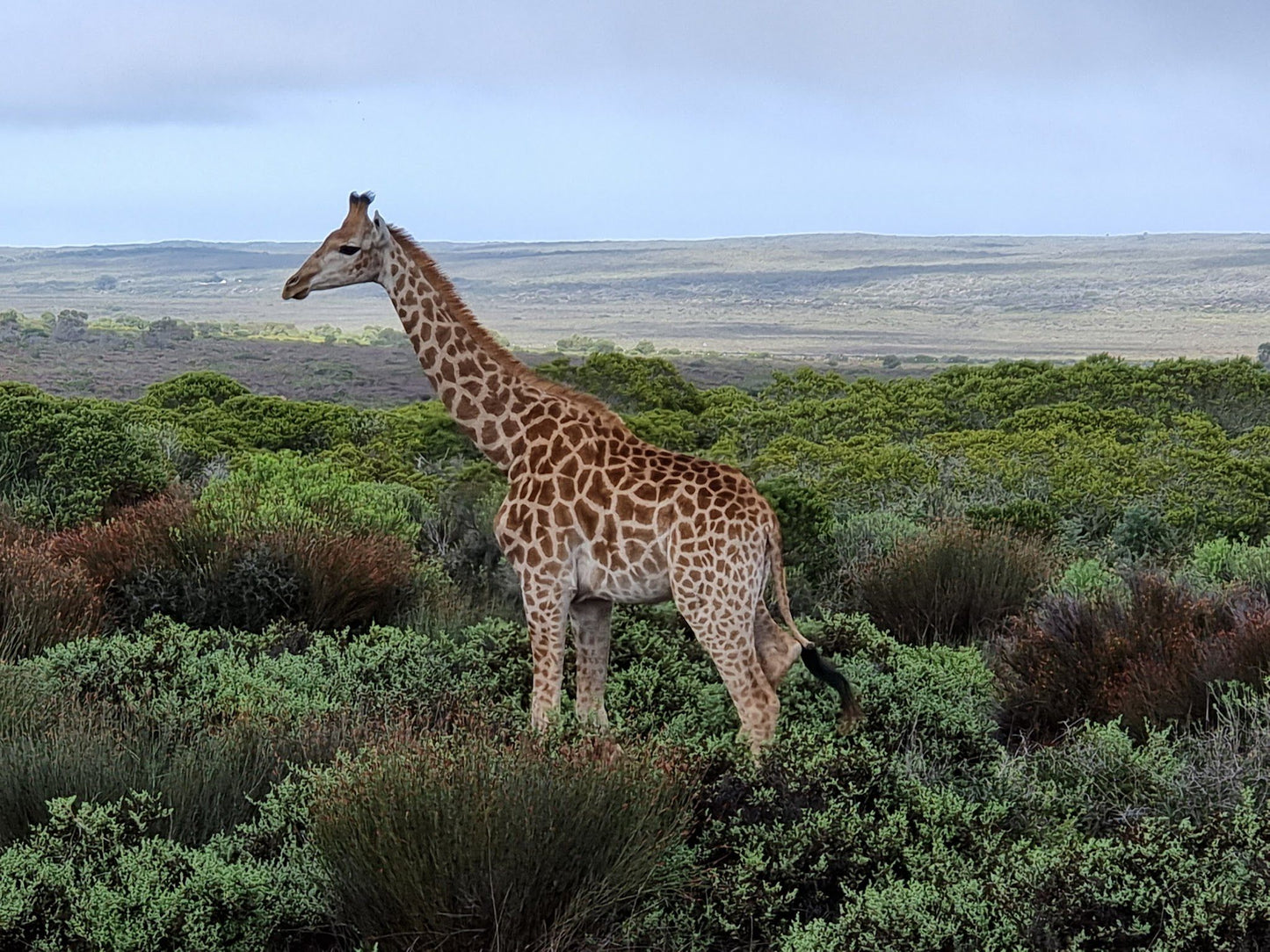  Buffelsfontein Game & Nature Reserve