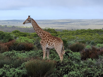  Buffelsfontein Game & Nature Reserve