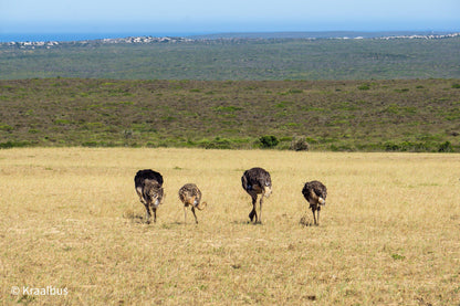  Buffelsfontein Game & Nature Reserve