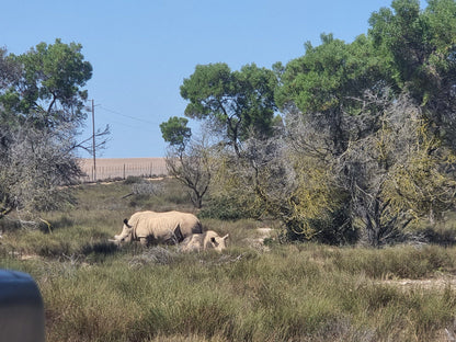  Buffelsfontein Game & Nature Reserve
