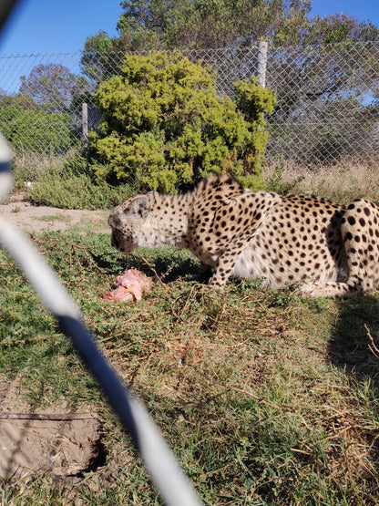  Buffelsfontein Game & Nature Reserve