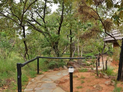 Bushtime At Mabula Mabula Private Game Reserve Limpopo Province South Africa Plant, Nature, Tree, Wood
