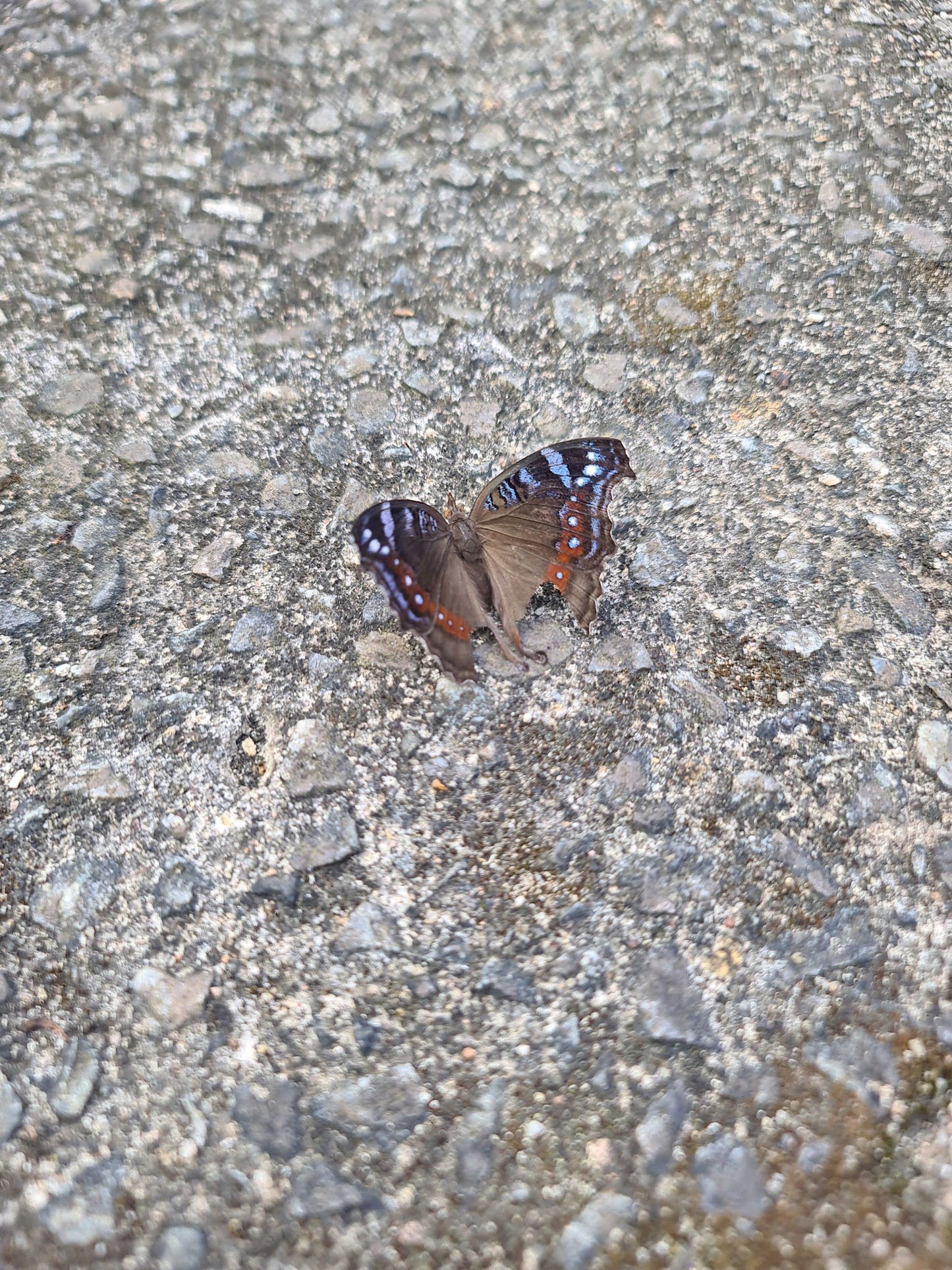  Butterfly Valley butterfly farm