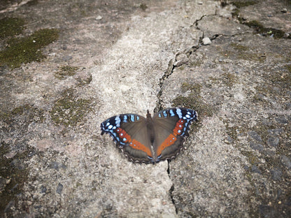  Butterfly Valley butterfly farm