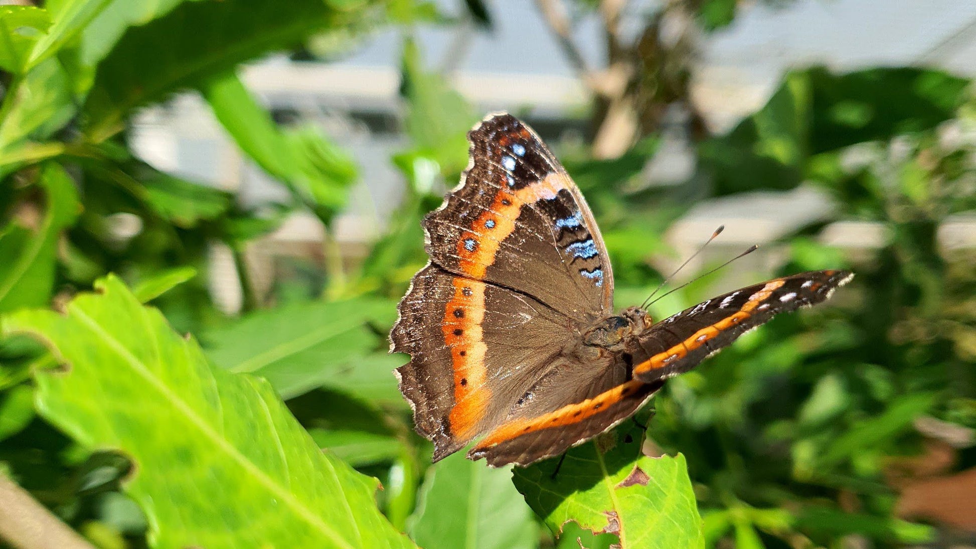  Butterfly Valley butterfly farm