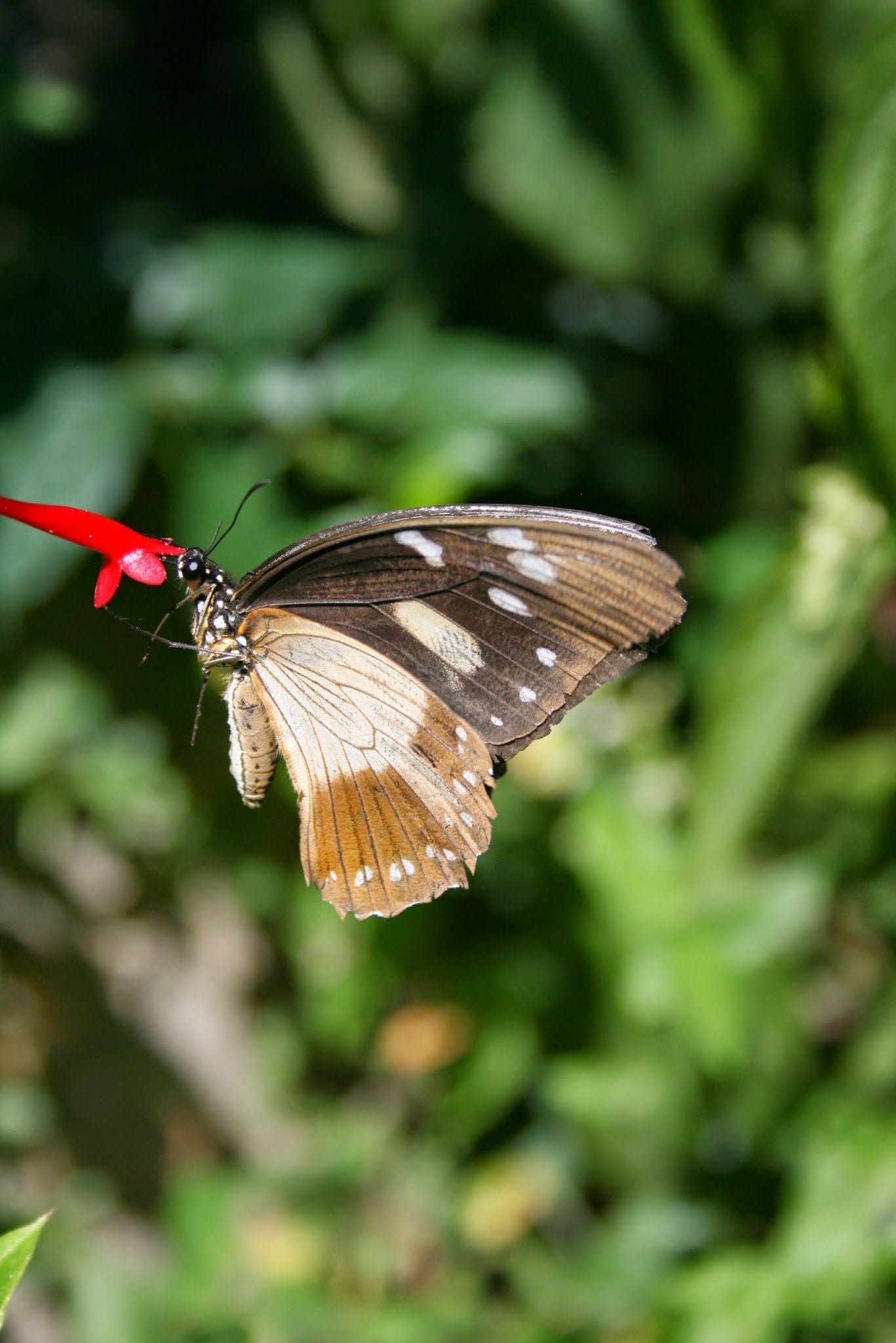  Butterfly Valley butterfly farm