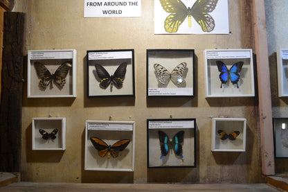  Butterfly Valley butterfly farm