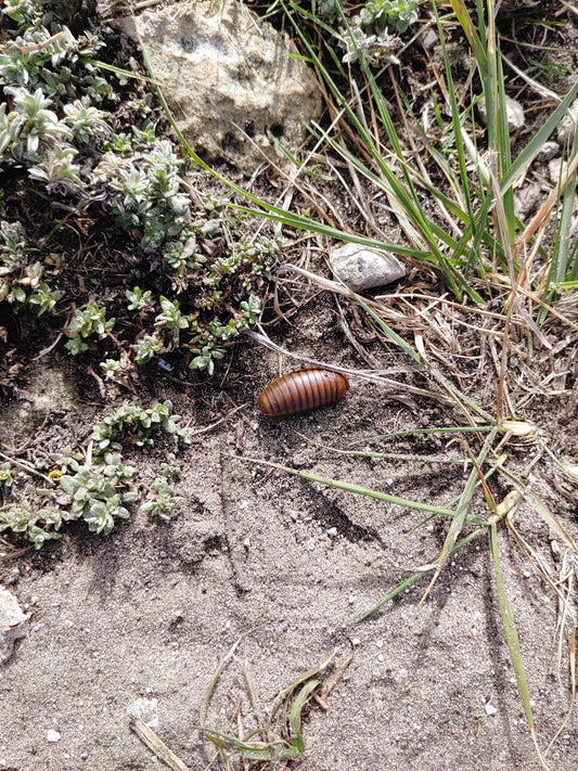 COASTAL FYNBOS TRAIL