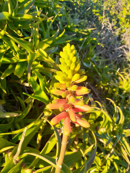 COASTAL FYNBOS TRAIL