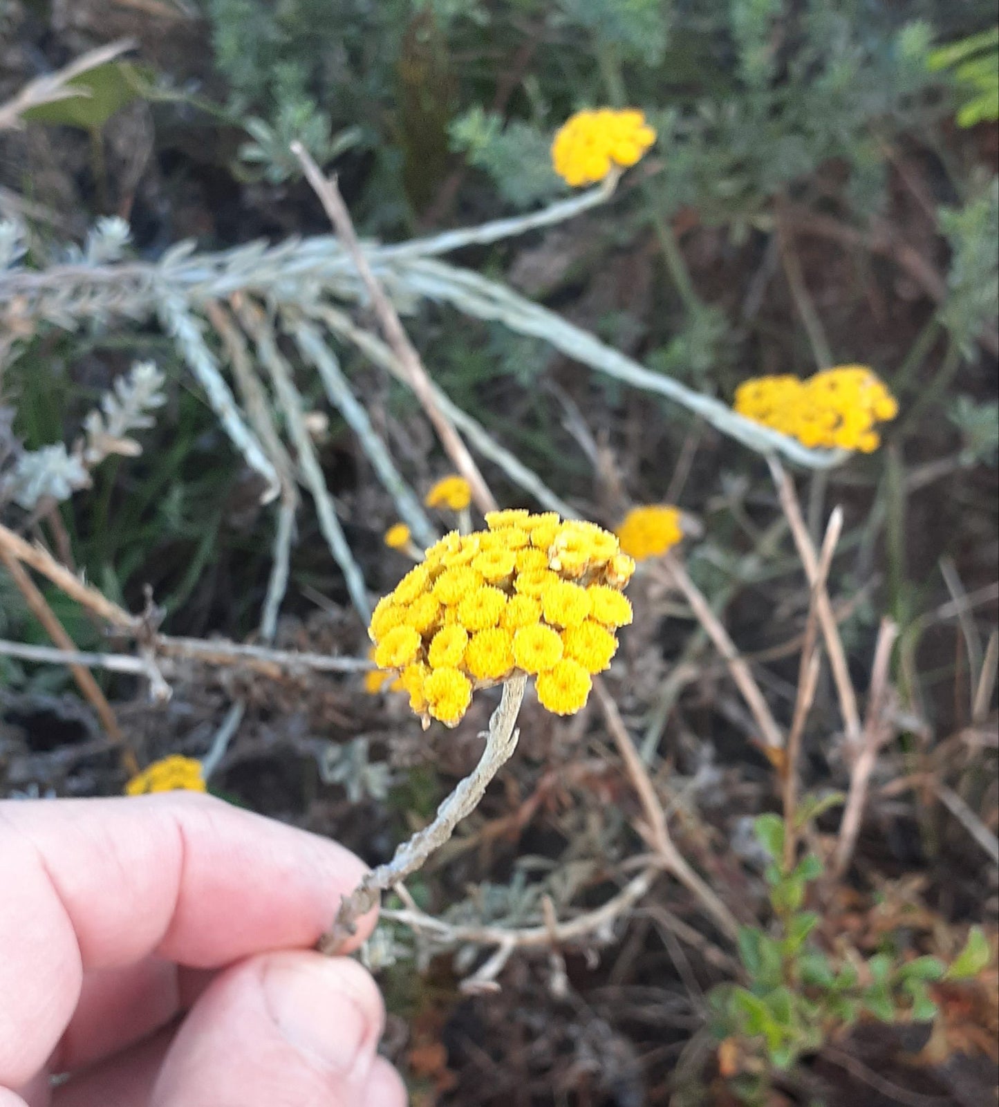 COASTAL FYNBOS TRAIL