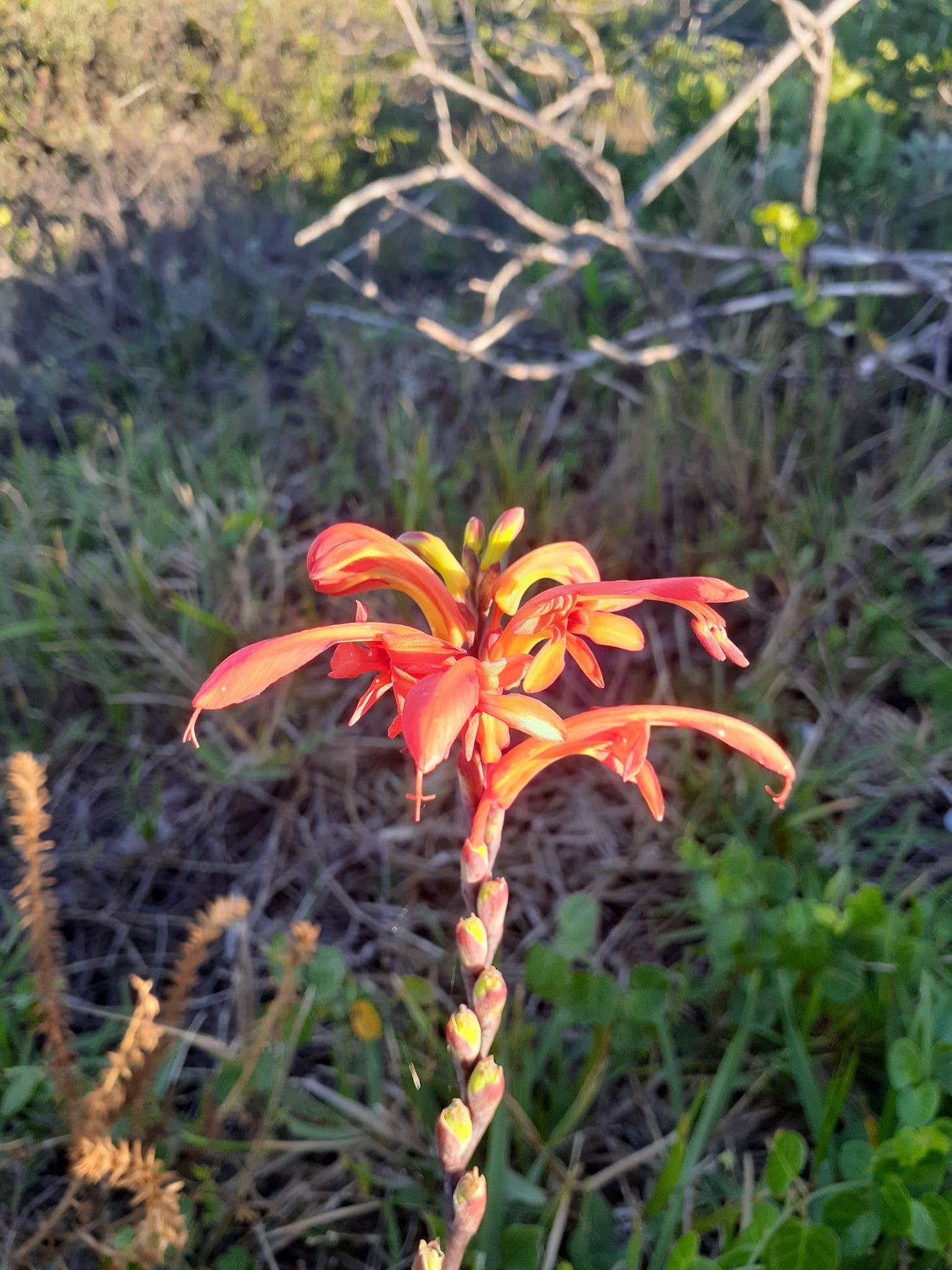 COASTAL FYNBOS TRAIL