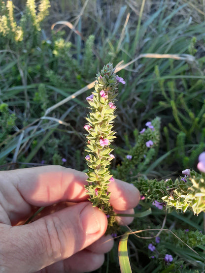 COASTAL FYNBOS TRAIL