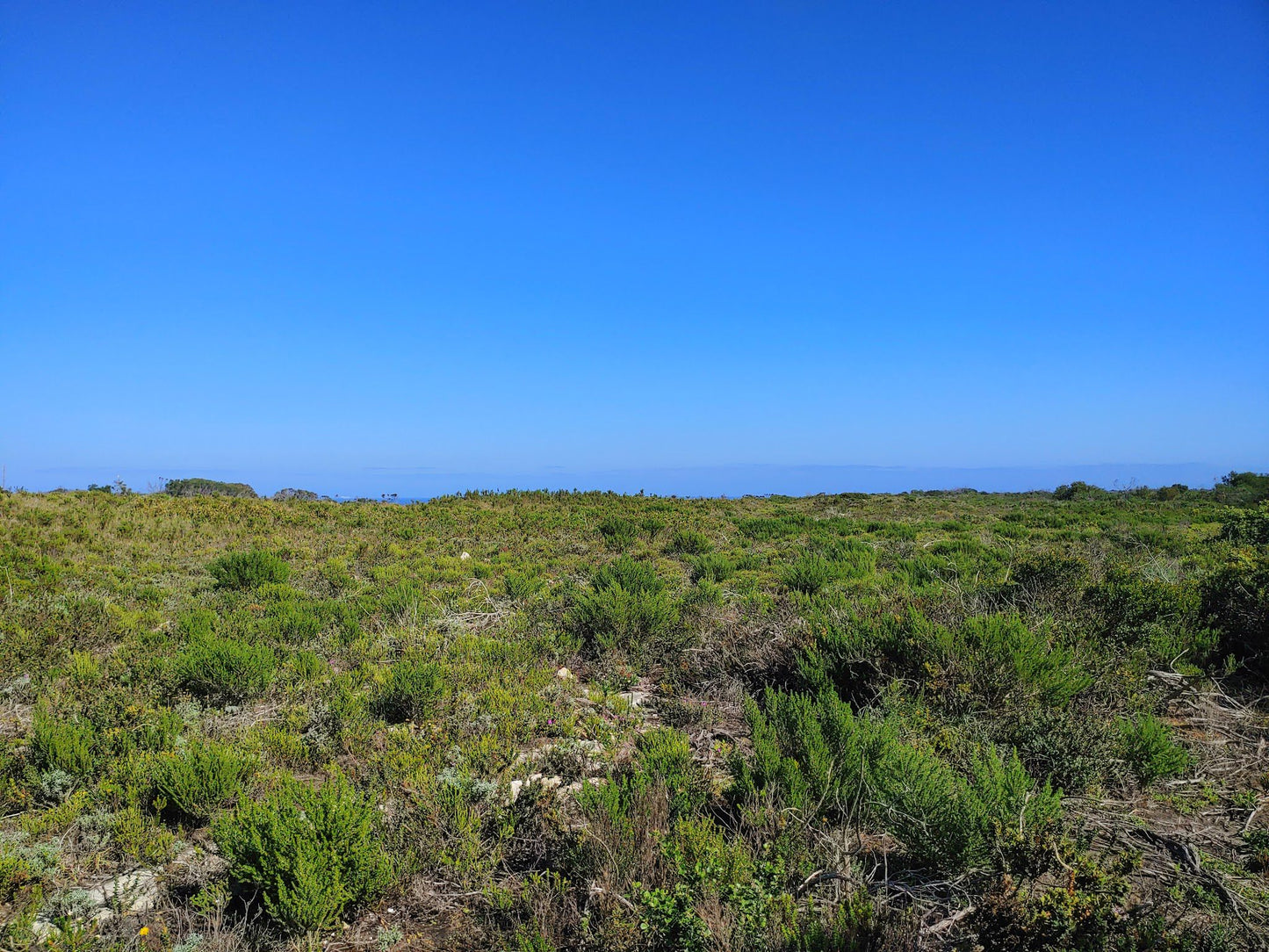 COASTAL FYNBOS TRAIL