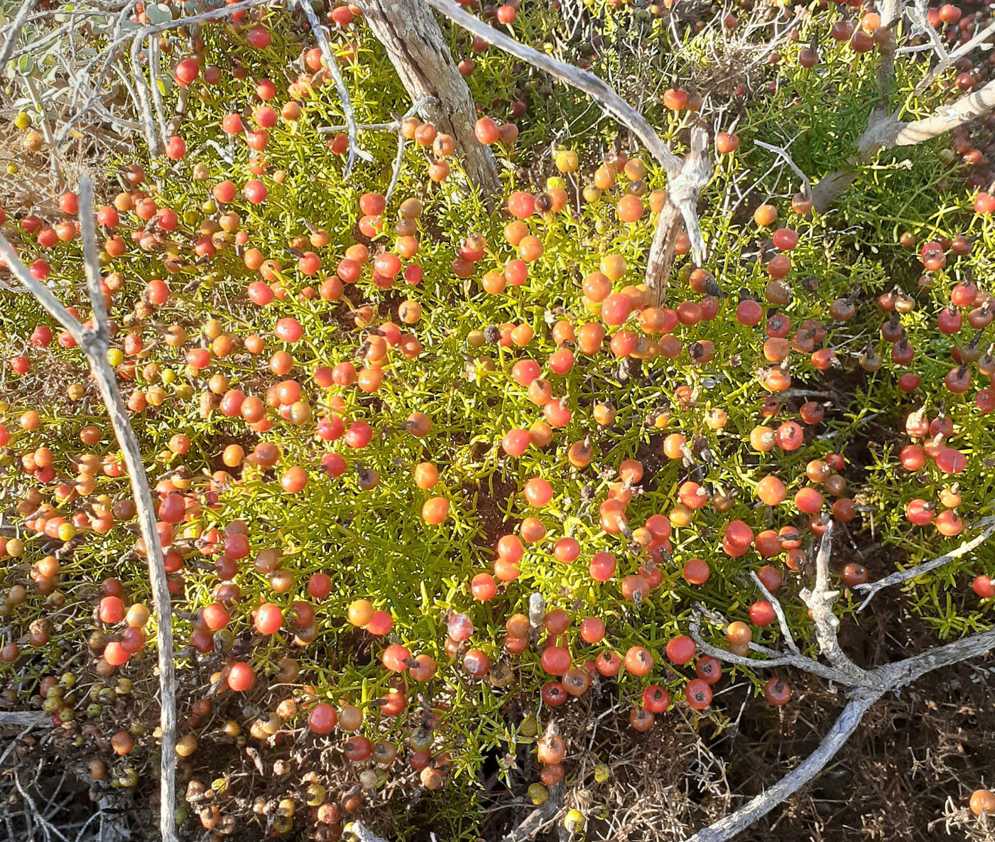 COASTAL FYNBOS TRAIL