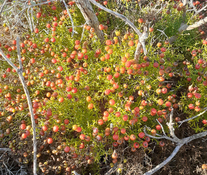 COASTAL FYNBOS TRAIL