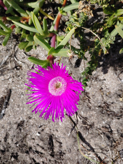 COASTAL FYNBOS TRAIL