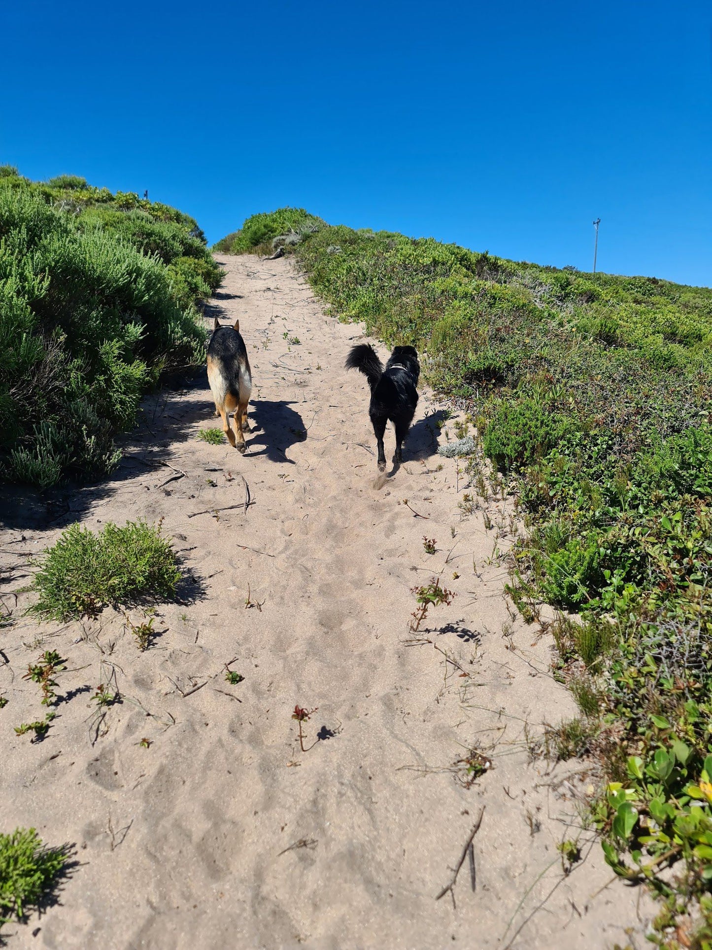 COASTAL FYNBOS TRAIL