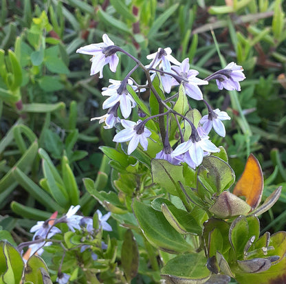 COASTAL FYNBOS TRAIL