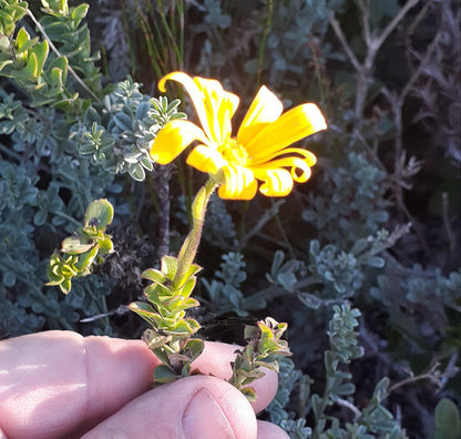 COASTAL FYNBOS TRAIL